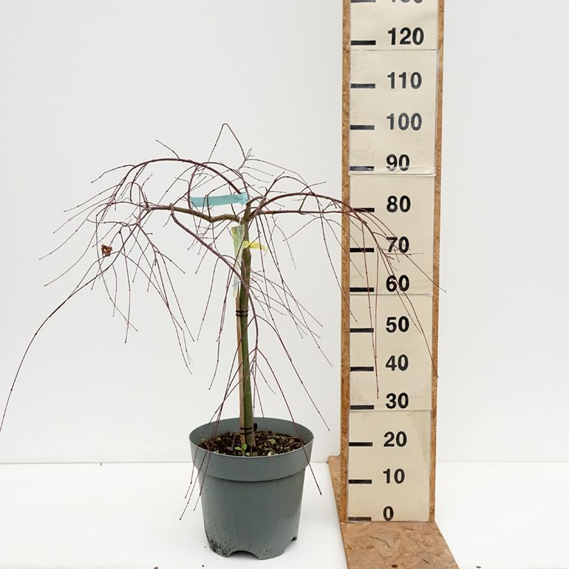 Esemplare di Acer palmatum Cascade Gold - Acero giapponese Vaso da 12L/15L come consegnato in autunno