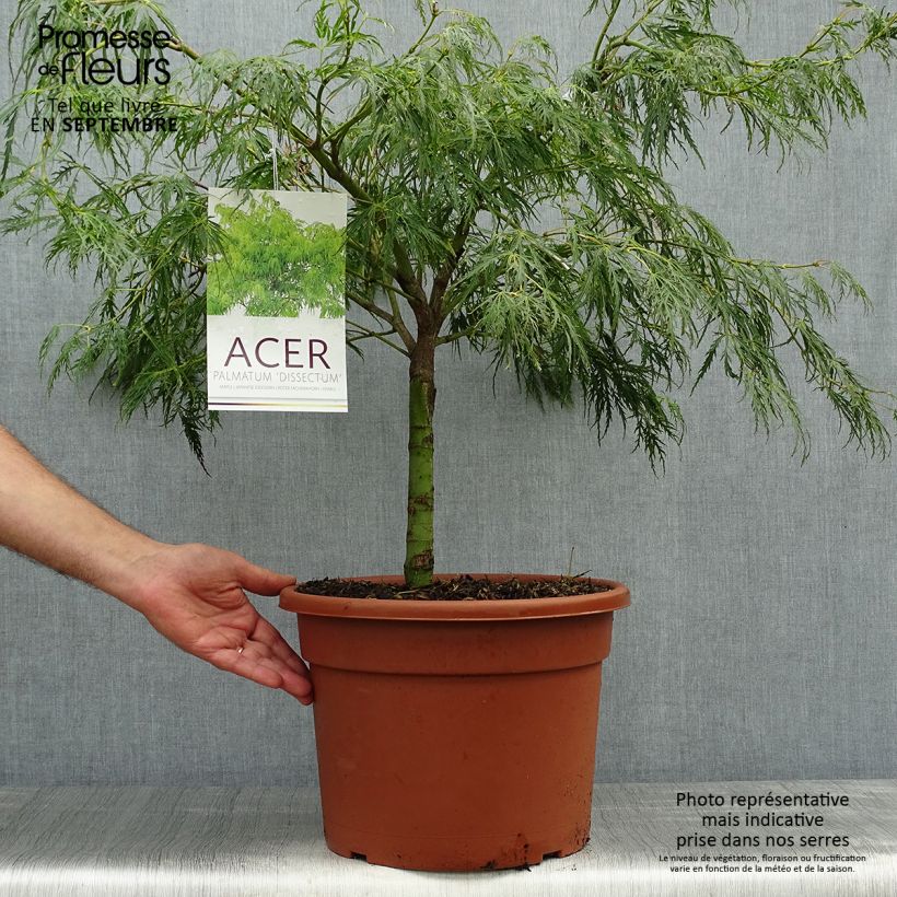 Esemplare di Acer palmatum Dissectum - Acero giapponese Vaso da 7,5L/10L come consegnato in autunno