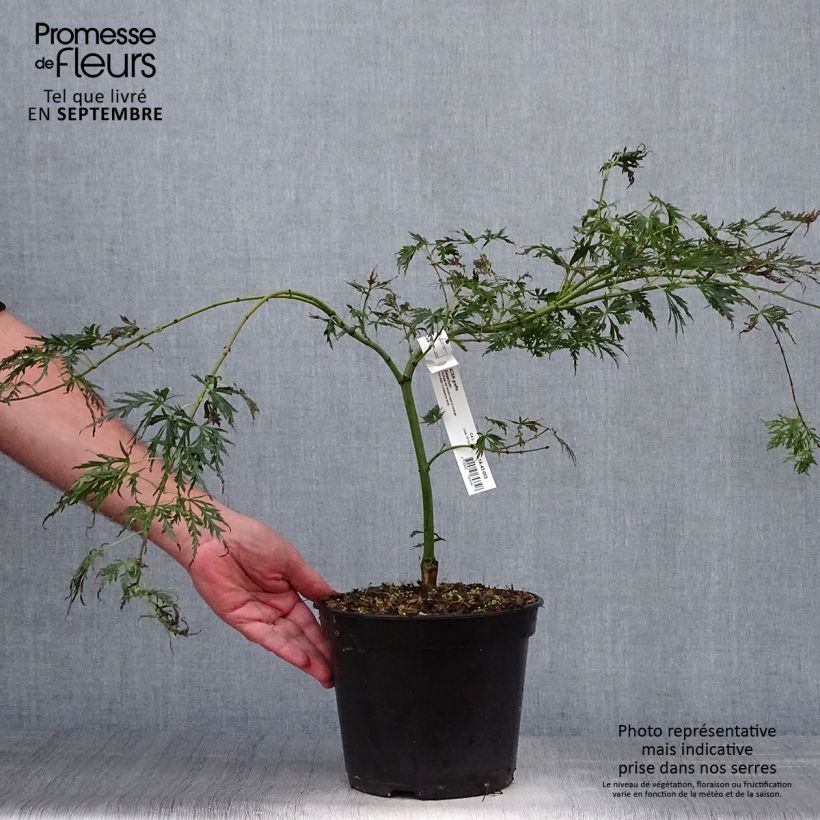 Esemplare di Acer palmatum Dissectum - Acero giapponese Vaso da 3L/4L come consegnato in autunno