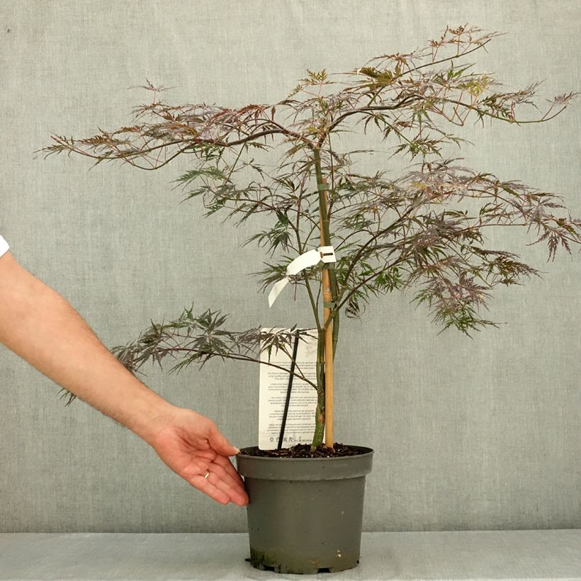 Esemplare di Acer palmatum Firecracker - Acero giapponese Vaso da 4L/5L consegnato in estate