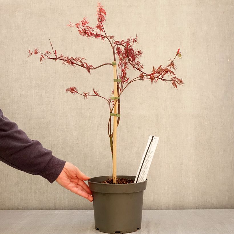 Acer palmatum Firecracker - Acero giapponese Vaso da 4L/5L esemplare consegnato in primavera