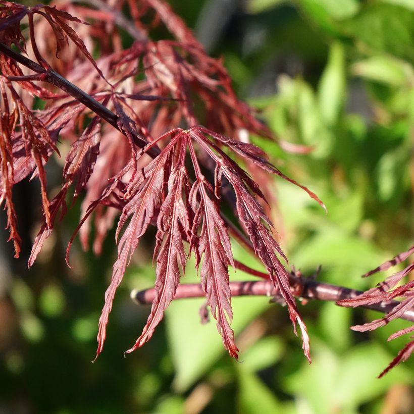 Acer palmatum Firecracker - Acero giapponese (Fogliame)