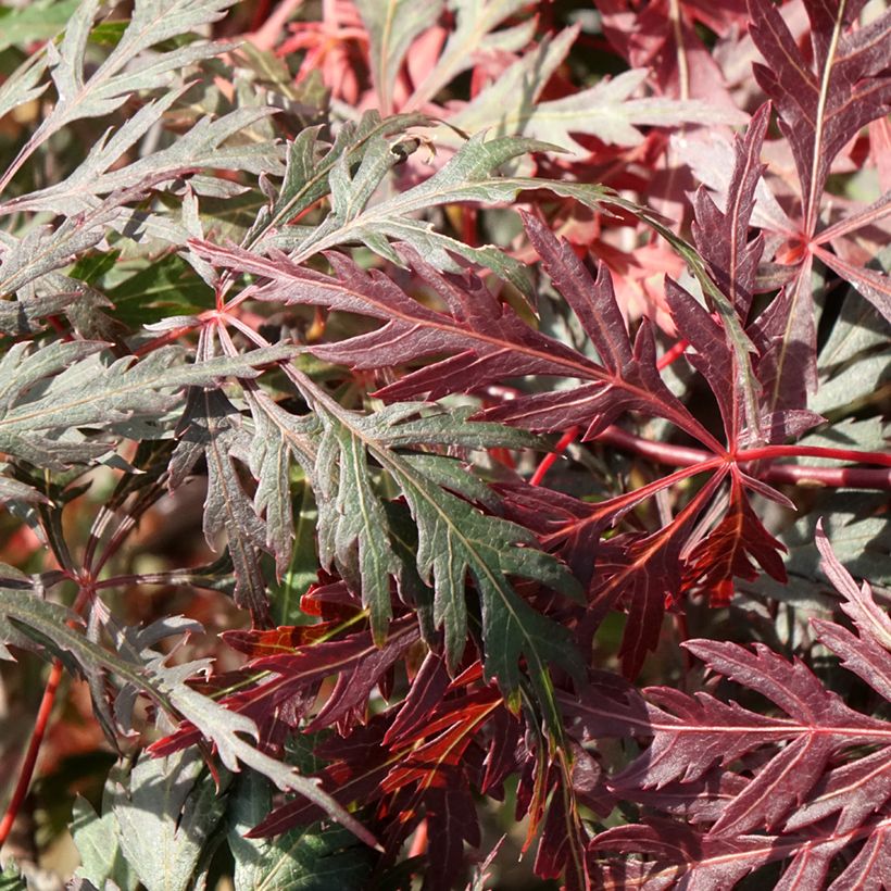 Acer palmatum Dissectum Orangeola - Acero giapponese (Fogliame)