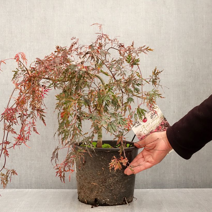 Esemplare di Acer palmatum Dissectum Orangeola - Acero giapponese Vaso da 7,5L/10L come consegnato in autunno