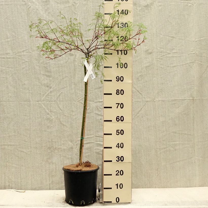 Acer palmatum Dissectum Tamukeyama - Acero giapponese Vaso da 7,5L/10L esemplare consegnato in primavera