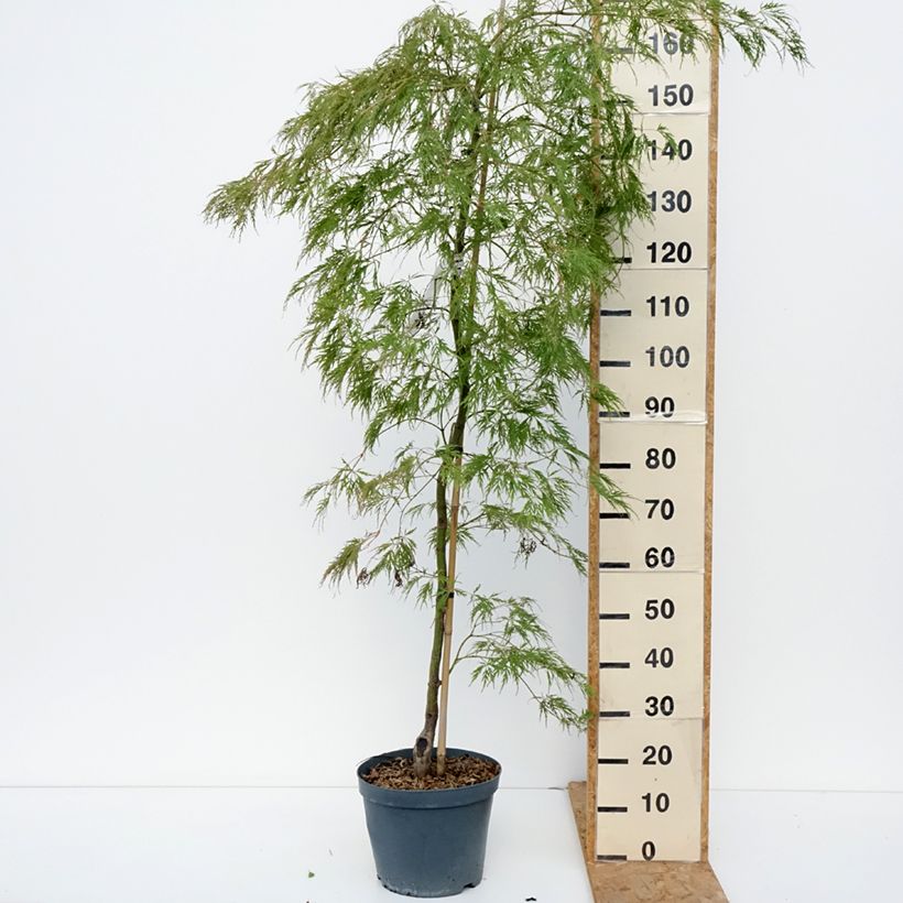 Esemplare di Acer palmatum Dissectum Viridis - Acero giapponese Vaso da 12L/15L, Vaso impalcato come consegnato in autunno