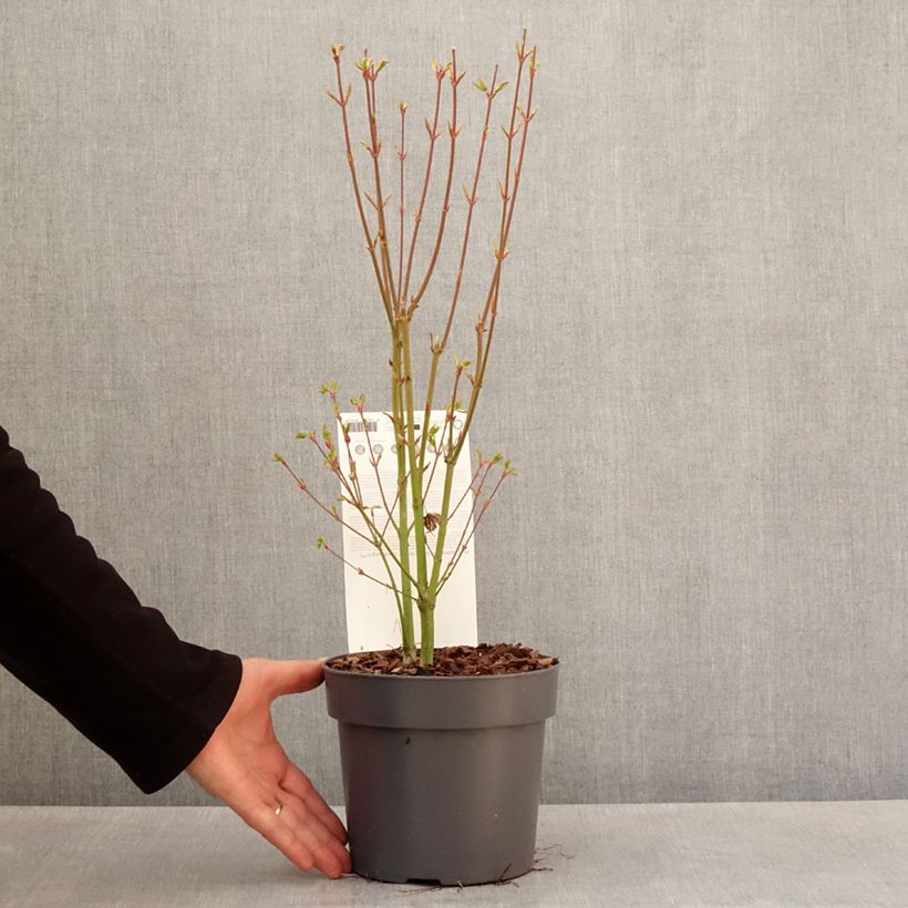 Example of Acer palmatum Going Green - Acero giapponese Vaso da 3L/4L as you get in printemps