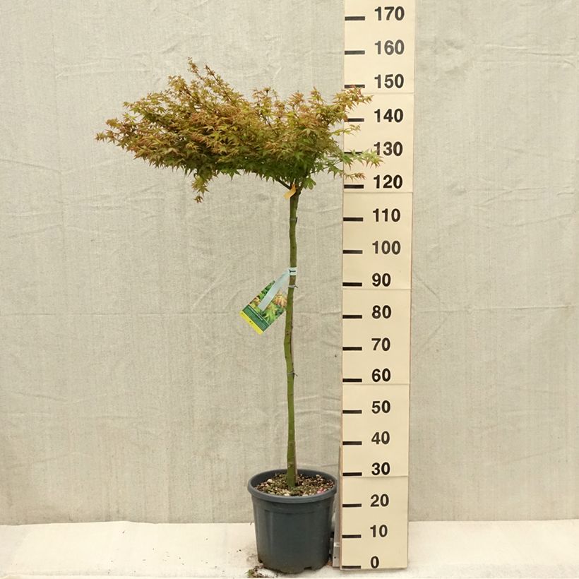 Example of Acer palmatum Little Princess - Acero giapponese Vaso da 12L/15L as you get in printemps