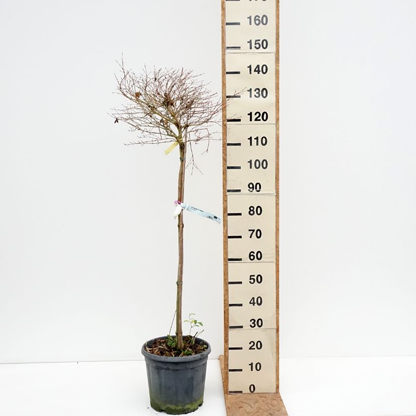 Esemplare di Acer palmatum Little Princess - Acero giapponese Vaso da 12L/15L come consegnato in autunno