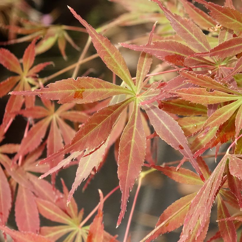 Acer palmatum Little Princess - Acero giapponese (Foliage)