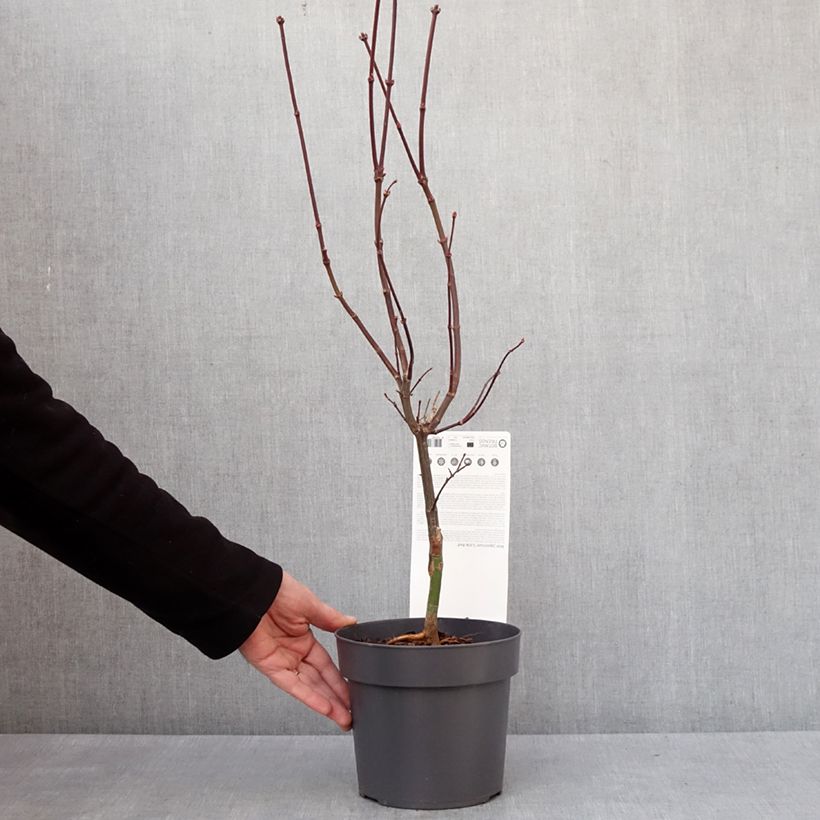 Erable du Japon - Acer palmatum Little Red Pot de 3L/4L esemplare consegnato in inverno