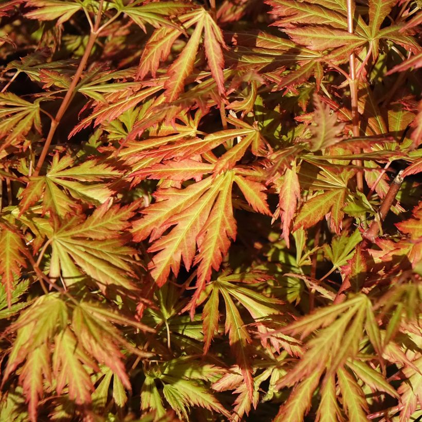 Acer palmatum Orange Lace - Acero giapponese (Fogliame)