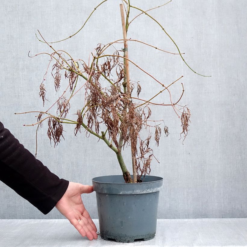 Esemplare di Acer palmatum Dissectum Ornatum - Acero giapponese Vaso da 4L/5L come consegnato in autunno