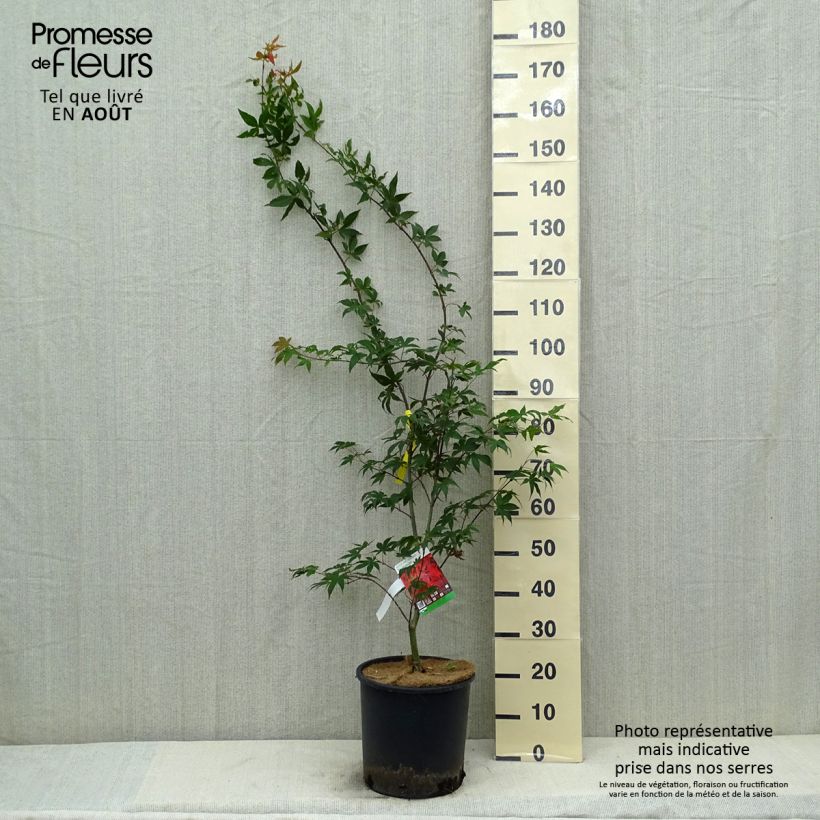 Esemplare di Acer palmatum Osakazuki - Acero giapponese Vaso da 7,5L/10L consegnato in estate