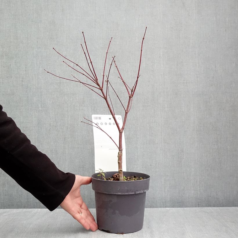 Esemplare di Acer palmatum Pevé Dave - Acero giapponese Vaso da 3L/4L come consegnato in autunno