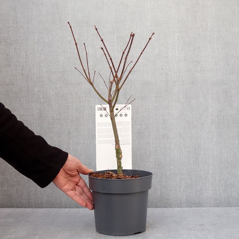 Érable du Japon - Acer palmatum Peve Dave Pot de 3L/4L esemplare consegnato in inverno