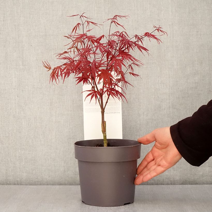 Example of Acer palmatum Pevé Dave - Acero giapponese Vaso da 3L/4L as you get in printemps