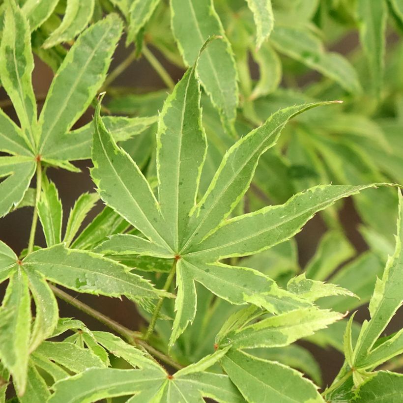 Acer palmatum Pink Passion - Acero giapponese (Fogliame)