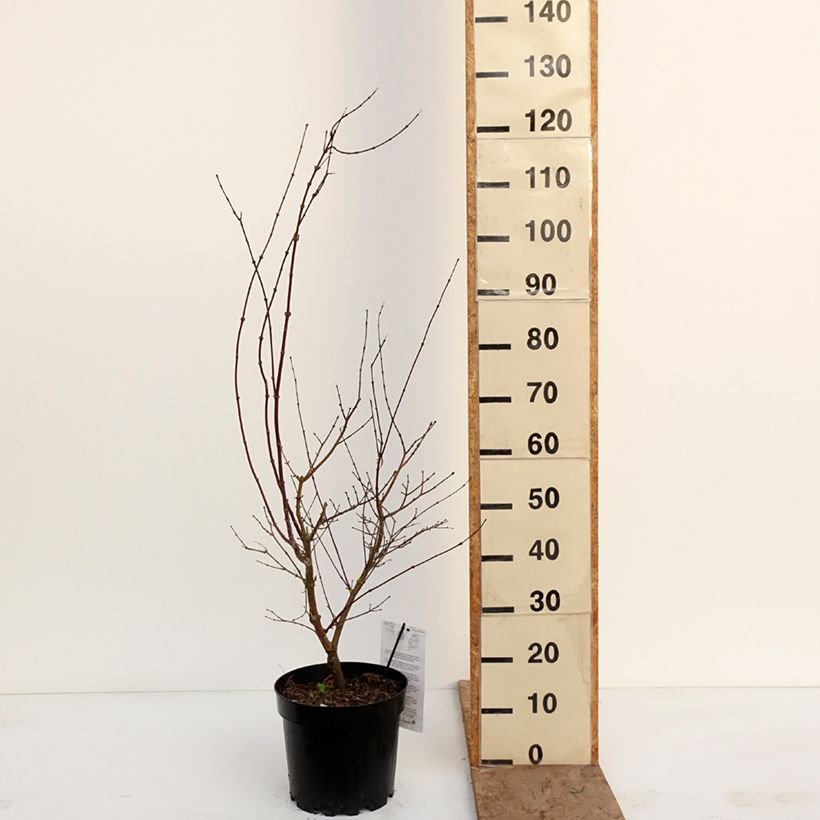 Acer palmatum Pink Passion - Acero giapponese Vaso da 7,5L/10L esemplare consegnato in inverno