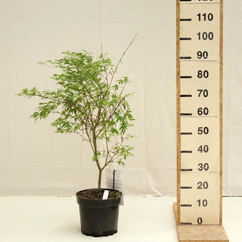 Acer palmatum Pink Passion - Acero giapponese Vaso da 7,5L/10L esemplare consegnato in primavera