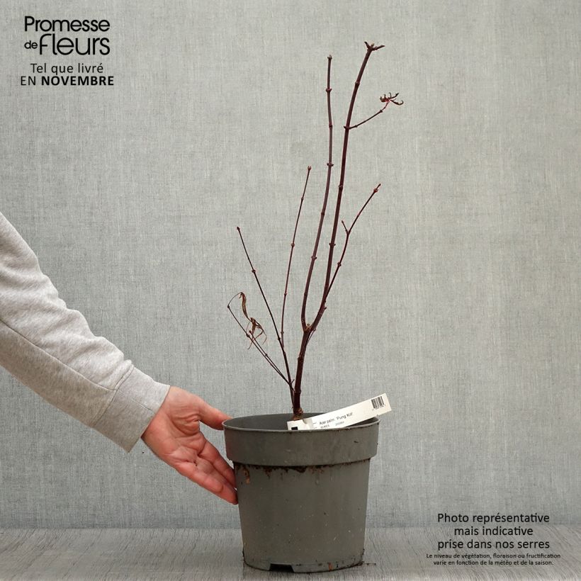 Esemplare di Erable du Japon - Acer palmatum Pung Kill Pot de 4L/5L come consegnato in autunno