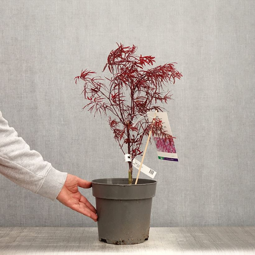 Acer palmatum Pung Kill - Acero giapponese Vaso da 4L/5L esemplare consegnato in primavera