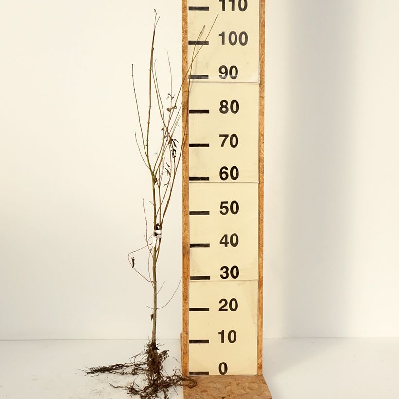 Example of Acer palmatum - Acero giapponese Piante piccole a radice nuda as you get in hiver