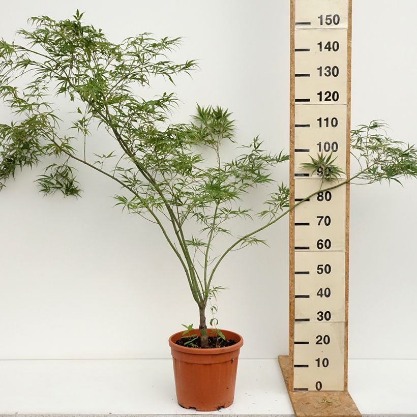 Esemplare di Acer palmatum Red Pygmy - Acero giapponese Vaso da 12L/15L consegnato in estate