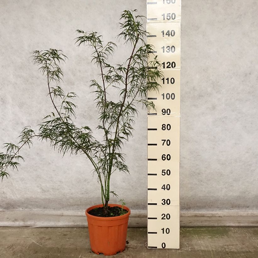 Esemplare di Acer palmatum Red Pygmy - Acero giapponese Vaso da 7,5L/10L come consegnato in autunno