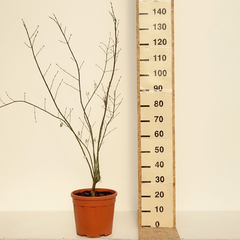 Example of Acer palmatum Red Pygmy - Acero giapponese Vaso da 12L/15L as you get in printemps