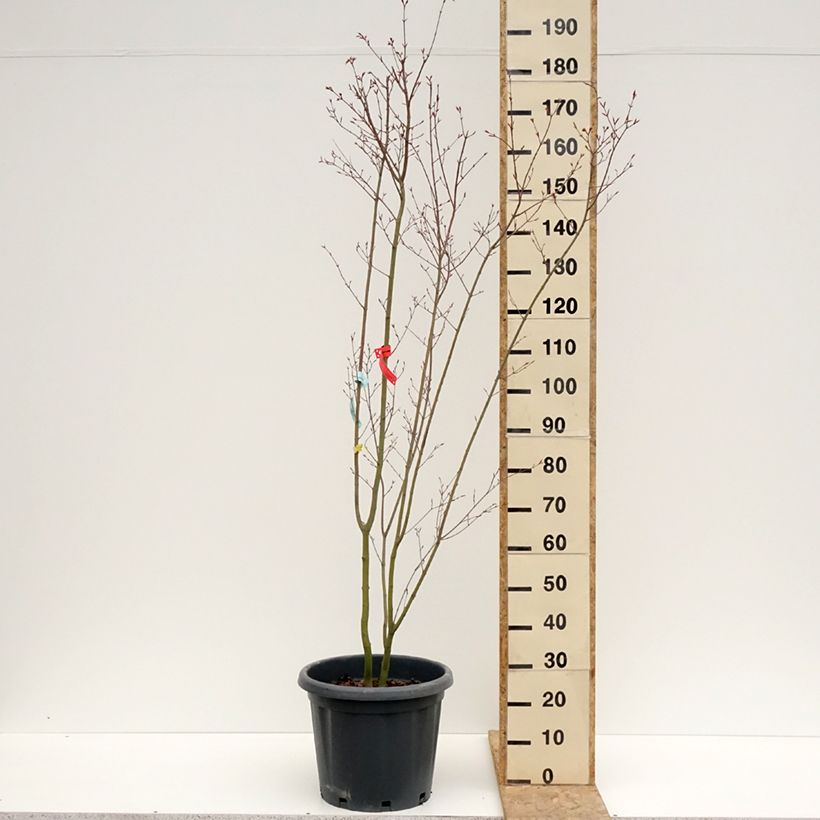Acer palmatum Redwine - Acero giapponese Vaso da 20L/25L esemplare consegnato in primavera