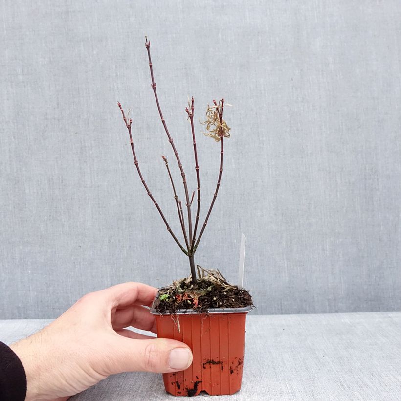 Example of Acer palmatum Royal Garnet - Acero giapponese Vasetto da 8/9 cm as you get in hiver