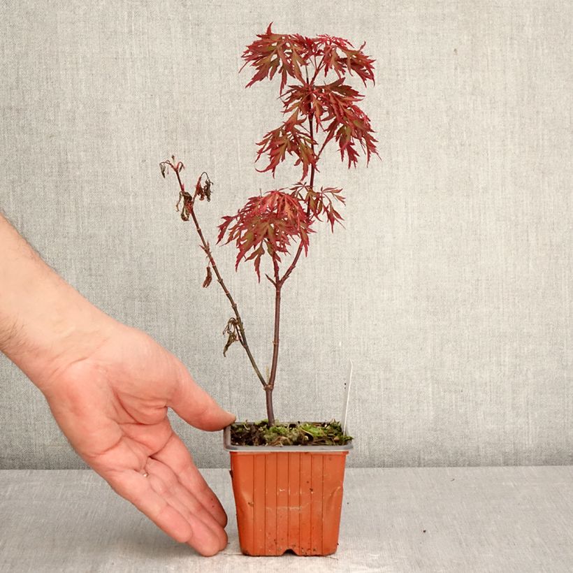 Acer palmatum Royal Garnet - Acero giapponese Vasetto da 8/9 cm esemplare consegnato in primavera