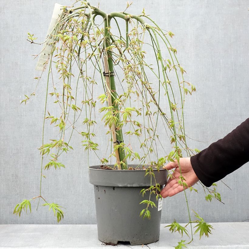 Example of Acer palmatum Ryusen - Acero giapponese Vaso da 12L/15L as you get in printemps