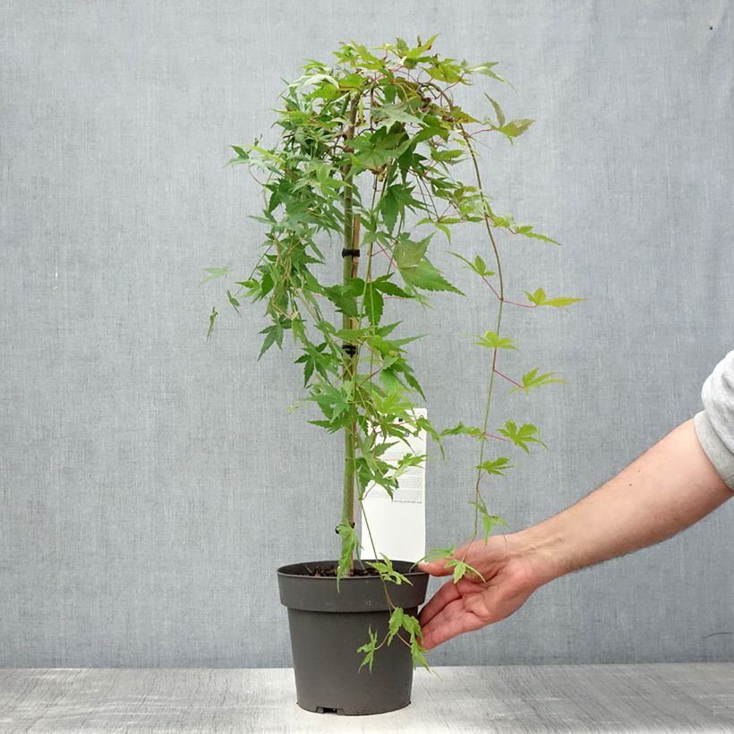Esemplare di Acer palmatum Ryusen - Acero giapponese Vaso da 3L/4L, Vaso impalcato consegnato in estate