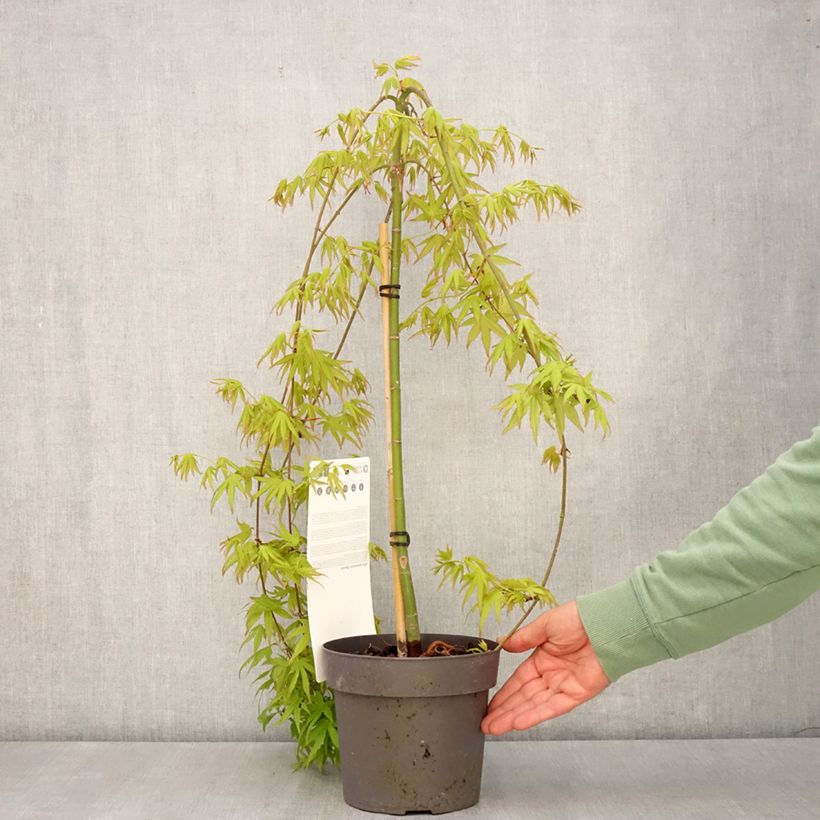 Example of Acer palmatum Ryusen - Acero giapponese Vaso da 3L/4L, Vaso impalcato as you get in printemps