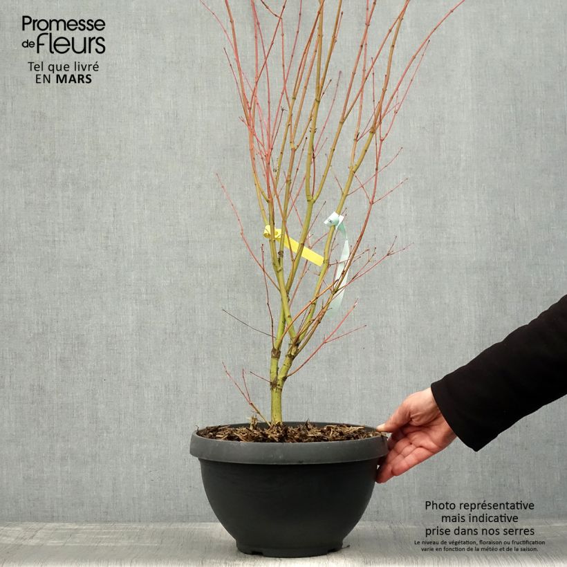 Example of Acer palmatum Sangokaku - Acero giapponese Vaso da 6L/7L as you get in printemps