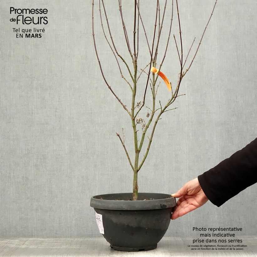 Example of Acer palmatum Shaina - Acero giapponese Vaso da 6L/7L as you get in printemps