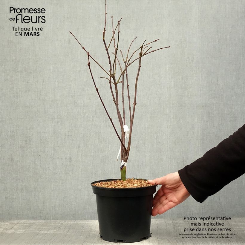 Example of Acer palmatum Shaina - Acero giapponese Vaso da 3L/4L as you get in printemps