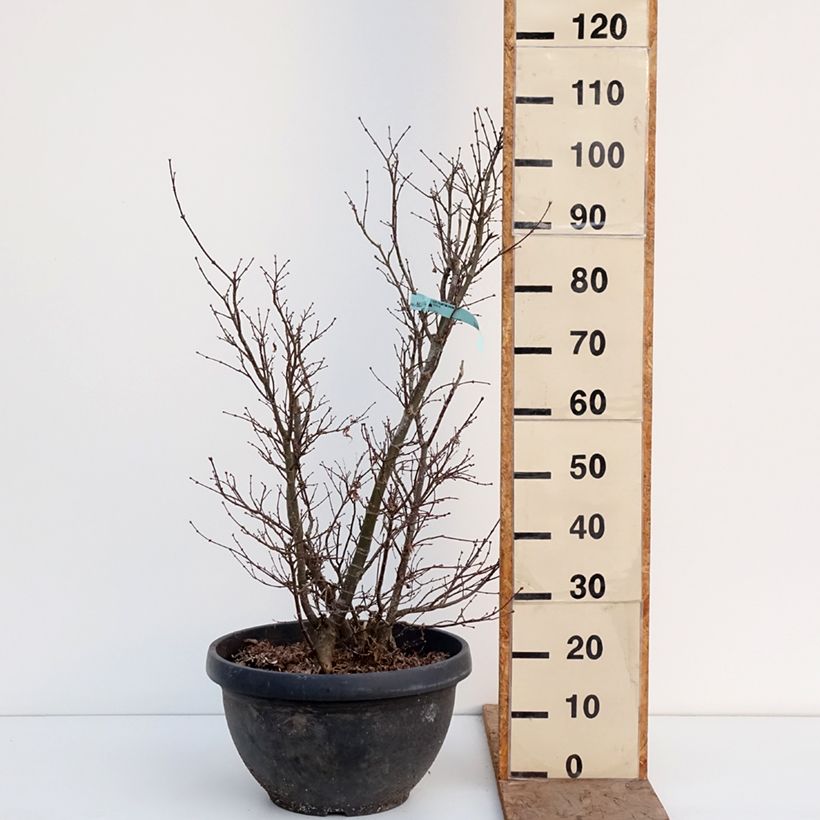 Example of Acer palmatum Shaina - Acero giapponese Vaso da 18L/20L as you get in hiver