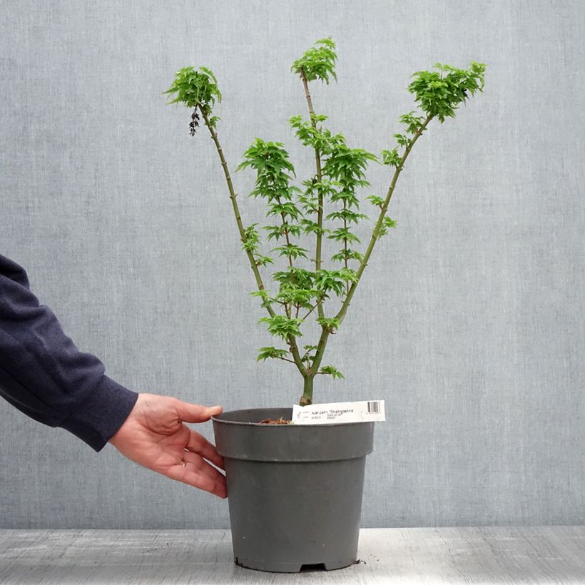 Acer palmatum Shishigashira - Acero giapponese Vaso da 3L/4L esemplare consegnato in primavera