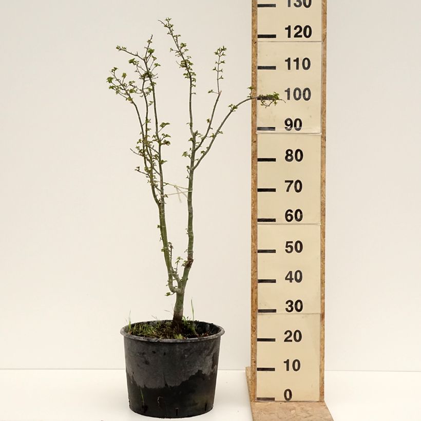 Acer palmatum Shishigashira - Acero giapponese Vaso da 18L/20L esemplare consegnato in primavera