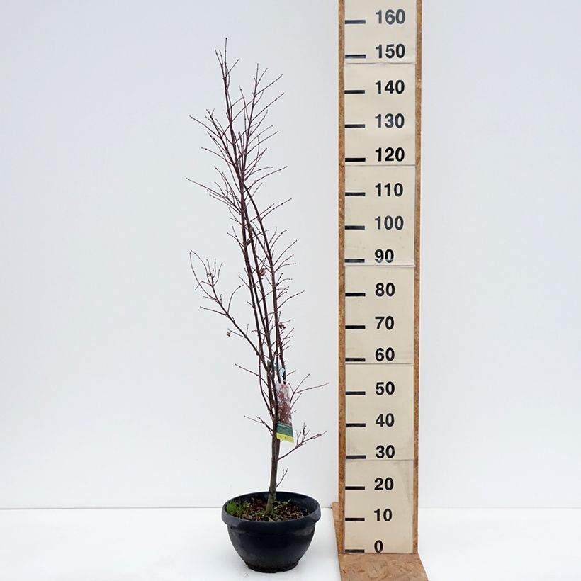 Esemplare di Acer palmatum Skeeter's Broom - Acero giapponese Ciotola da 7,5L/10L, A cespuglio come consegnato in autunno