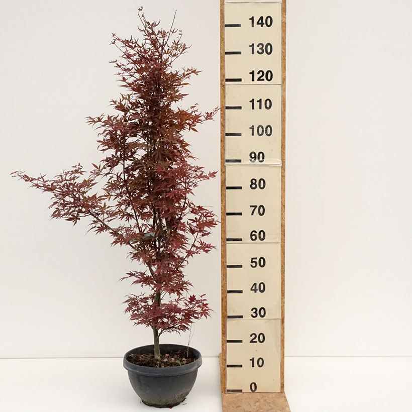 Esemplare di Acer palmatum Skeeter's Broom - Acero giapponese Ciotola da 7,5L/10L, A cespuglio consegnato in estate