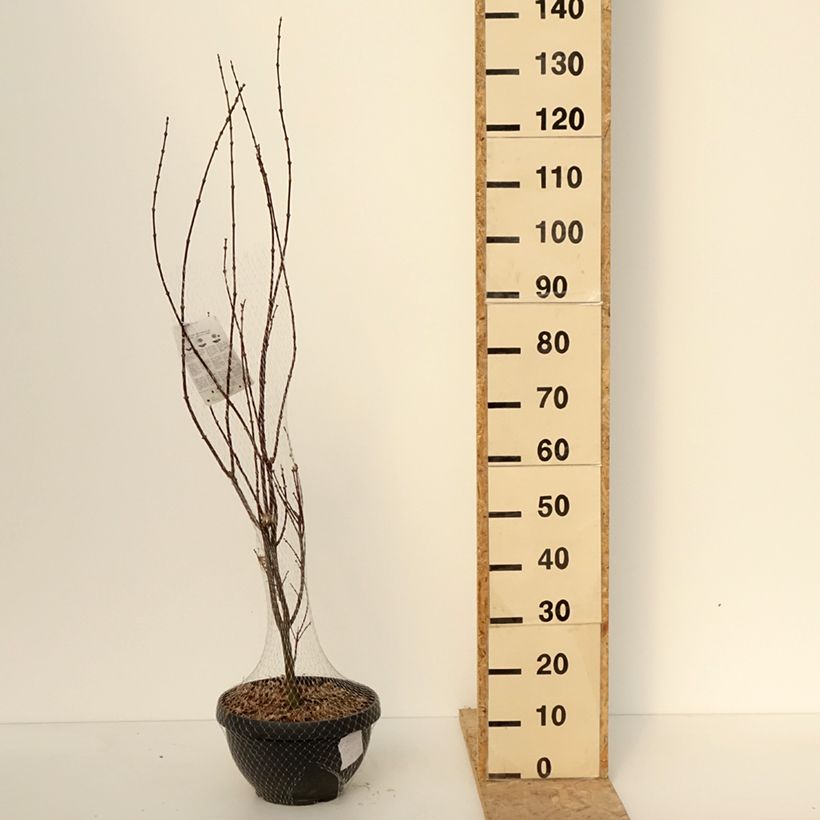 Erable du Japon - Acer palmatum Skeeter's Broom Coupe 7,5L / 10L, Buisson, Touffe esemplare consegnato in inverno