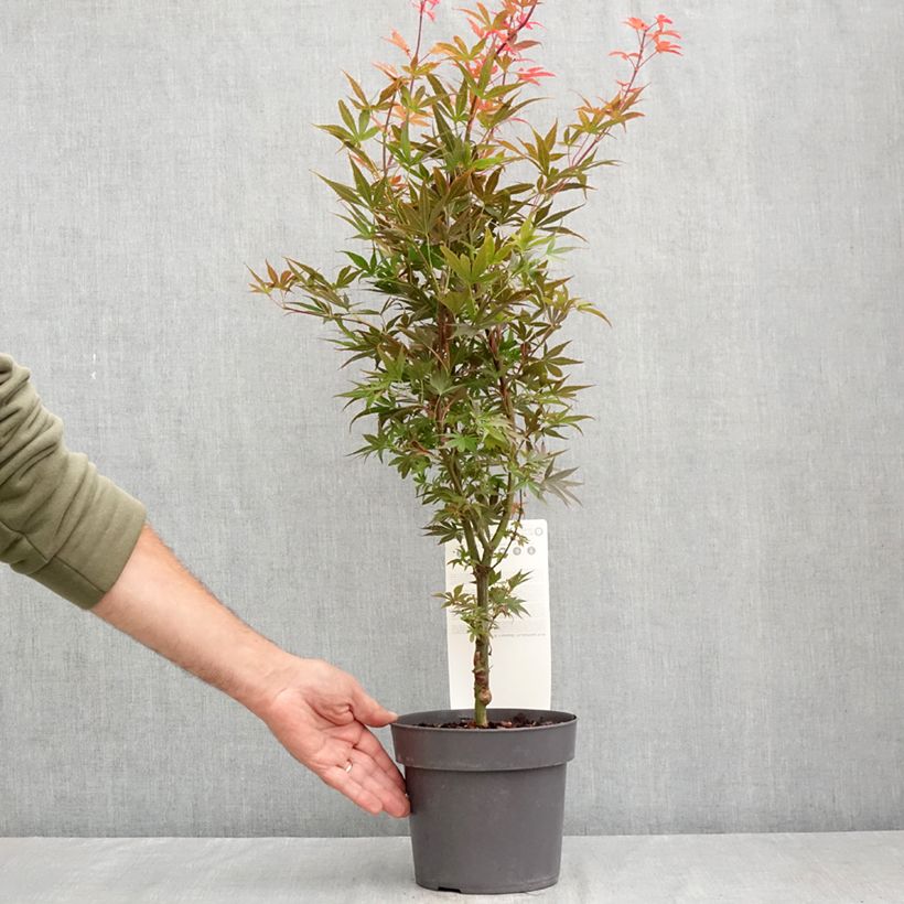 Esemplare di Acer palmatum Skeeter's Broom - Acero giapponese Vaso da 3L/4L consegnato in estate