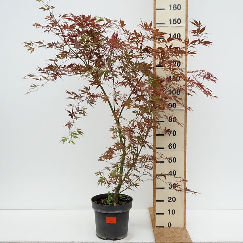 Esemplare di Acer palmatum Sumi-nagashi - Acero giapponese Vaso da 12L/15L, A cespuglio consegnato in estate