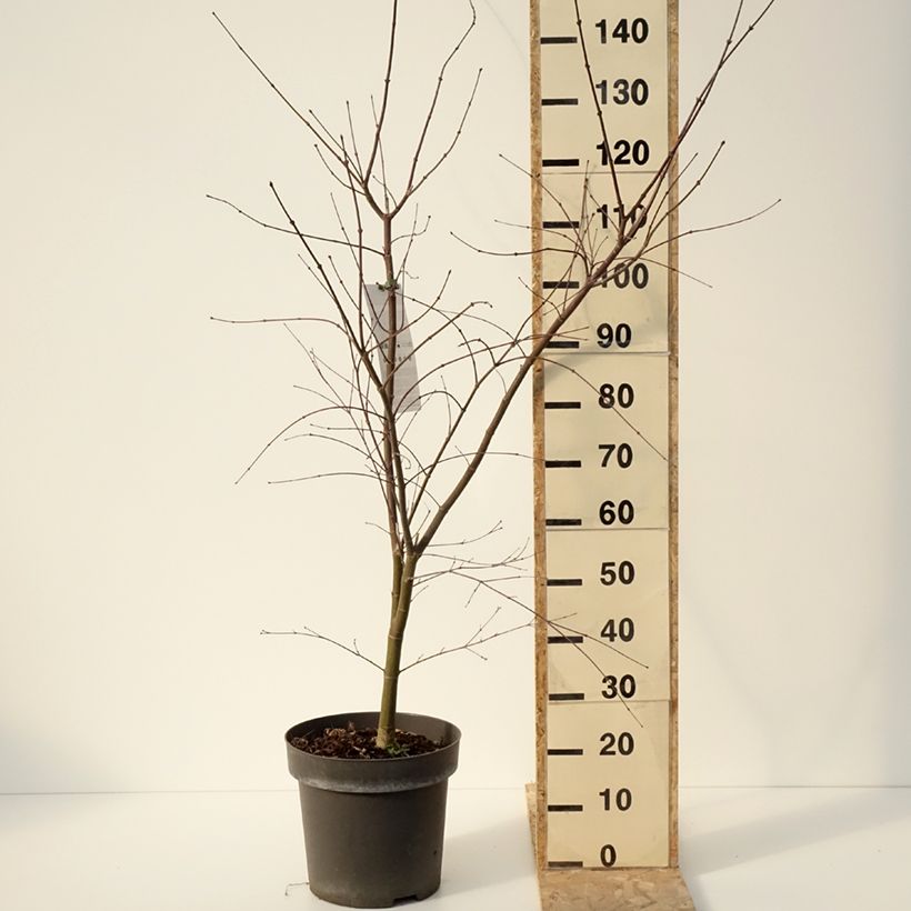 Erable du Japon - Acer palmatum Sumi-nagashi Pot de 12L/15L, Buisson, Touffe esemplare consegnato in inverno