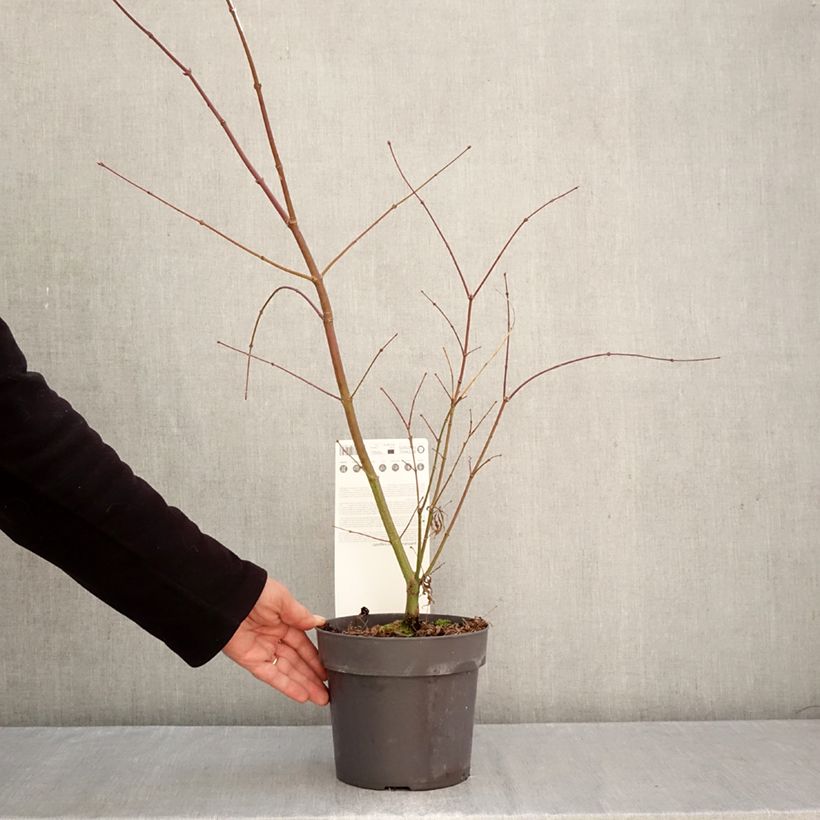 Esemplare di Acer palmatum Sumi-nagashi - Acero giapponese Vaso da 3L/4L come consegnato in autunno
