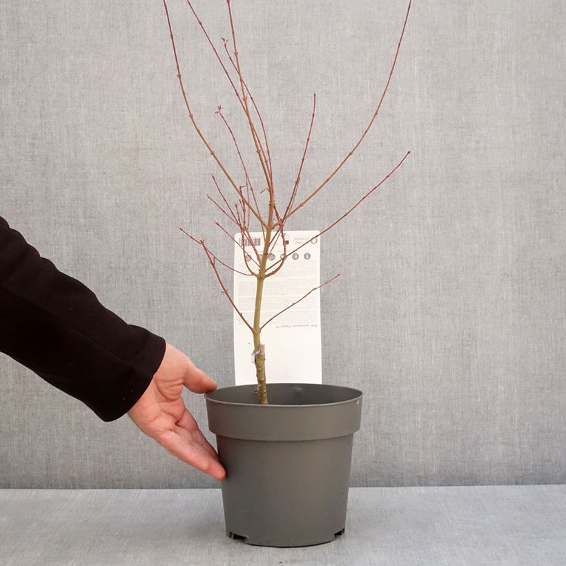 Acer palmatum Taylor - Acero giapponese Vaso da 3L/4L esemplare consegnato in inverno